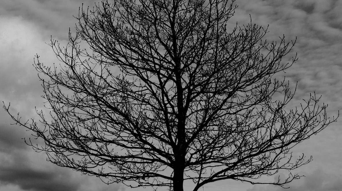 Are you a TREE or a LEAF?